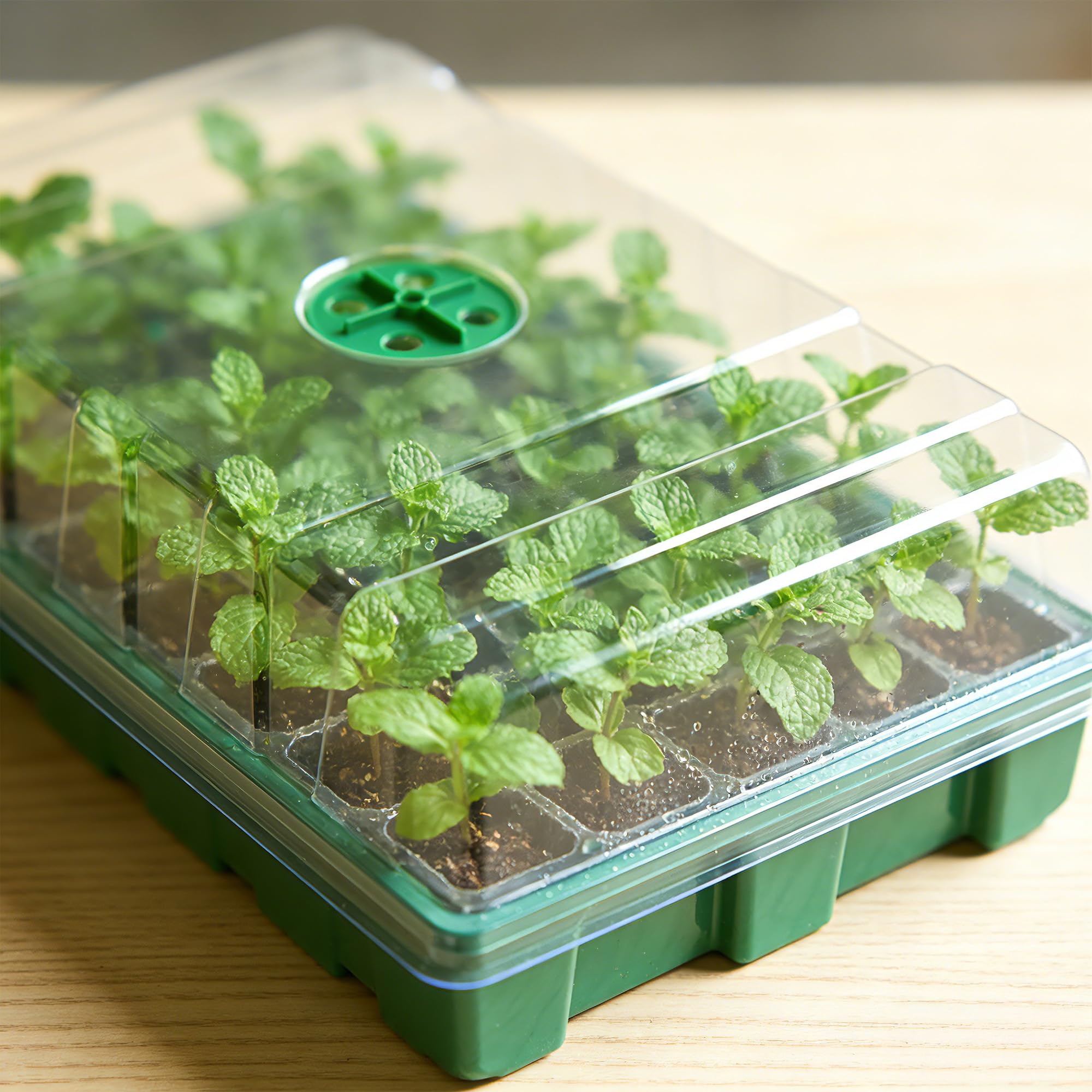 With Transparent Cover Greenho - đánh giá và giá Seed Starter Trays