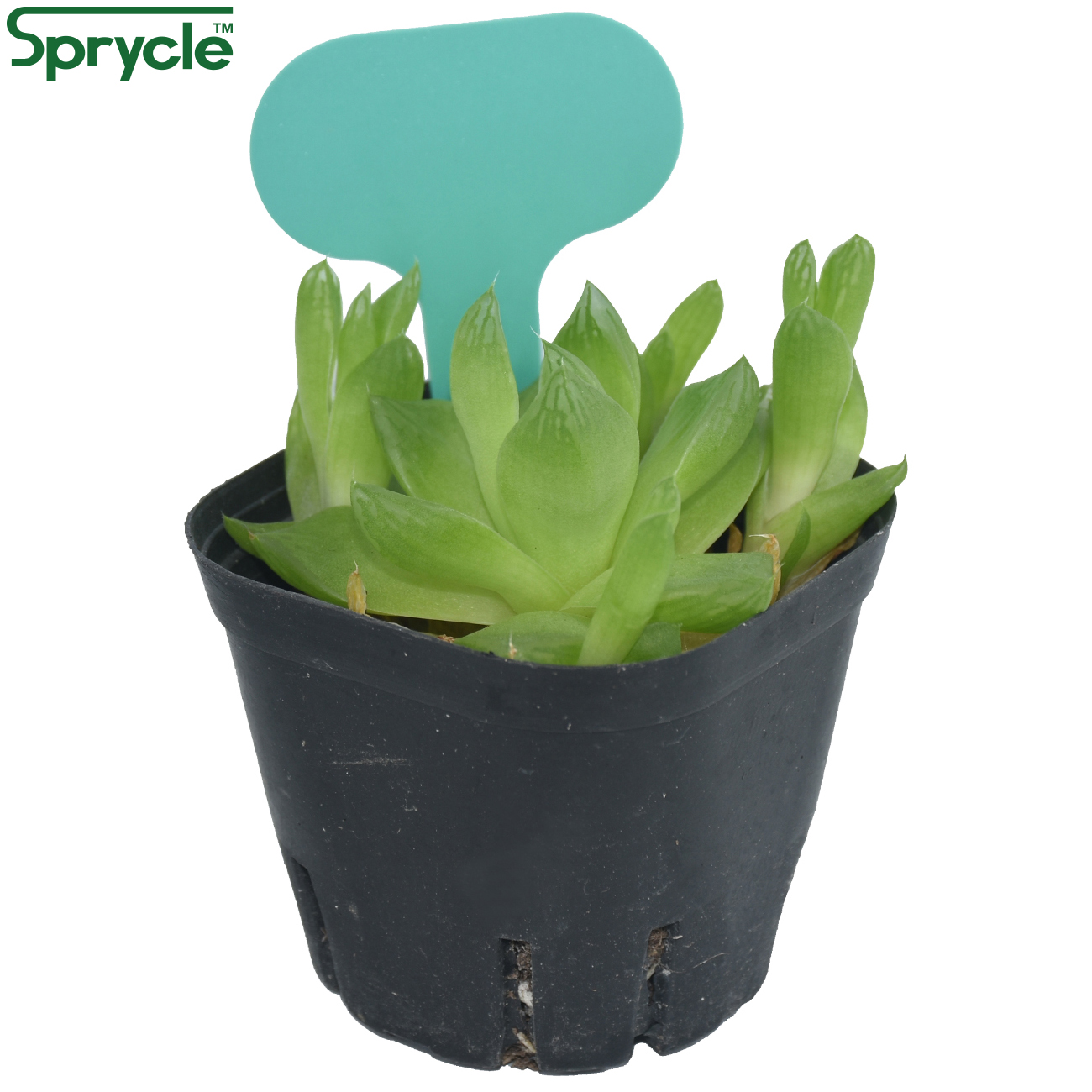 SPRYCLE 50 Con 50*70MM Nhiều M - đánh giá và giá Plant Label Tags