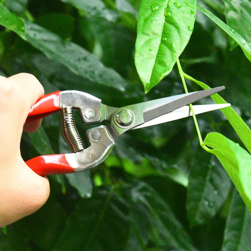 Stainless Steel Pruning Scisso - đánh giá và giá Gardening Tools Pink